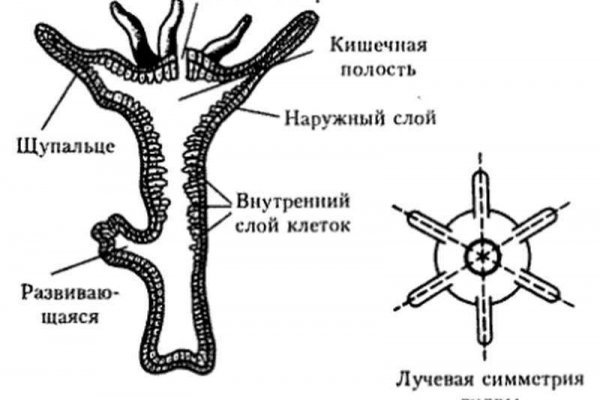 Как зайти на кракен с компа