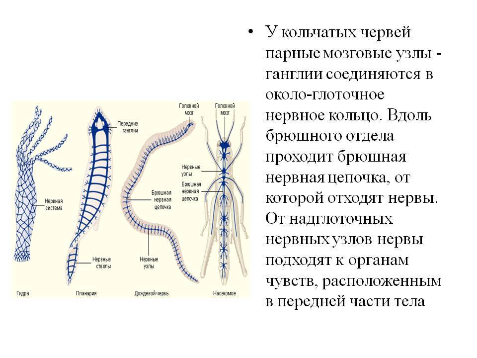 Кракен даркнет рекламы